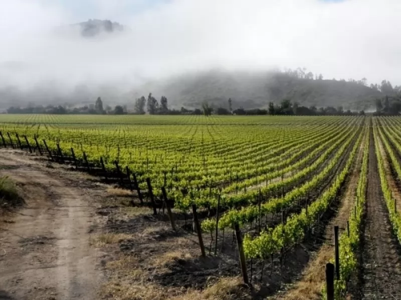 Vineyards in Chile