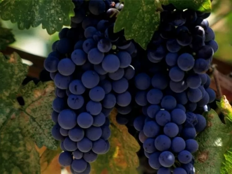 Malbec Grapes