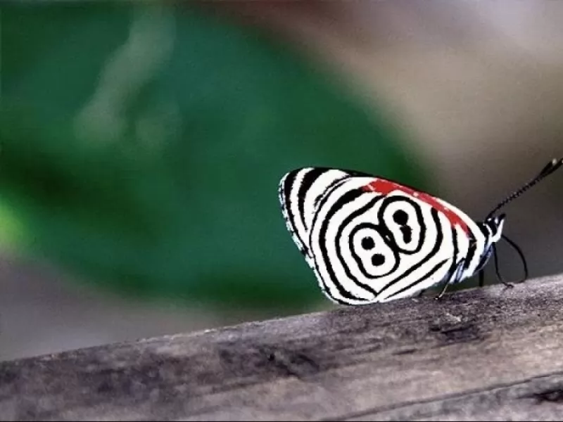 Butterfly at the falls