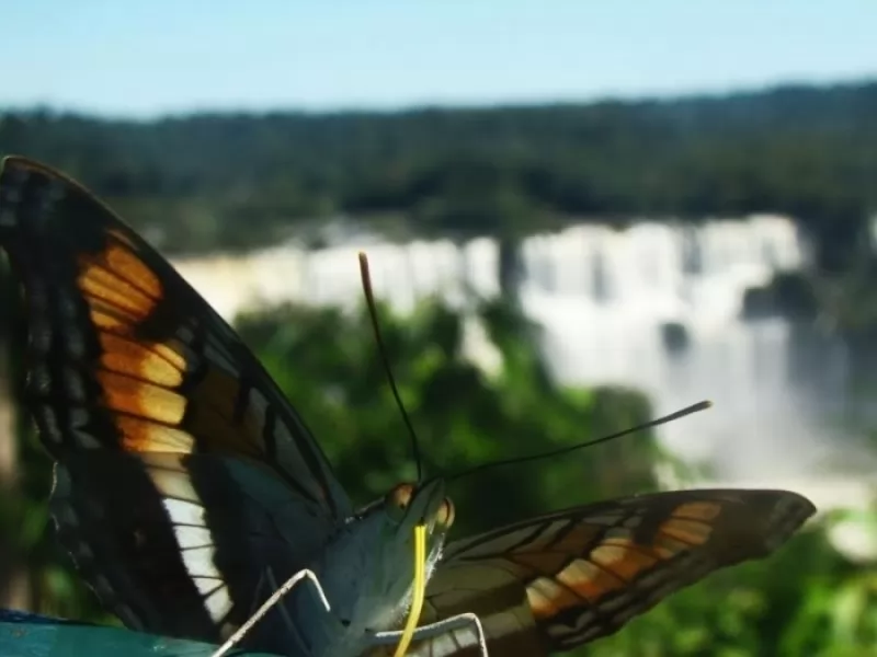 Butterfly at the falls