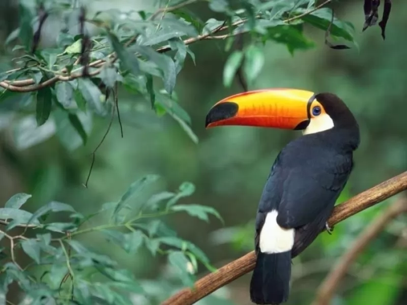 Toucan at the Iguazu Falls