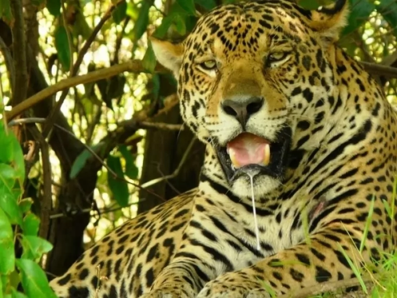 Jaguar at the falls