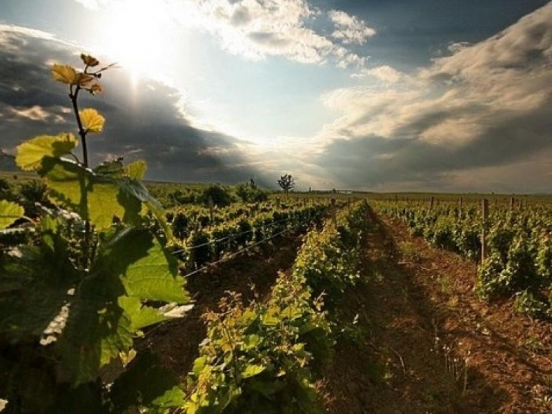 Wineries