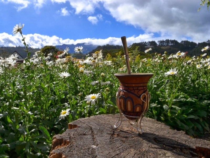 Next time you're in Argentina, try a cup of mate