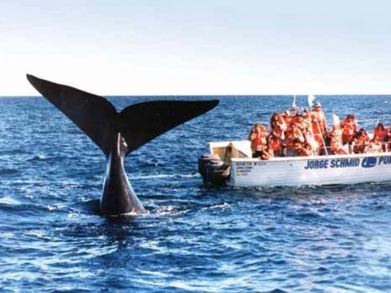 Whales Watching in Patagonia