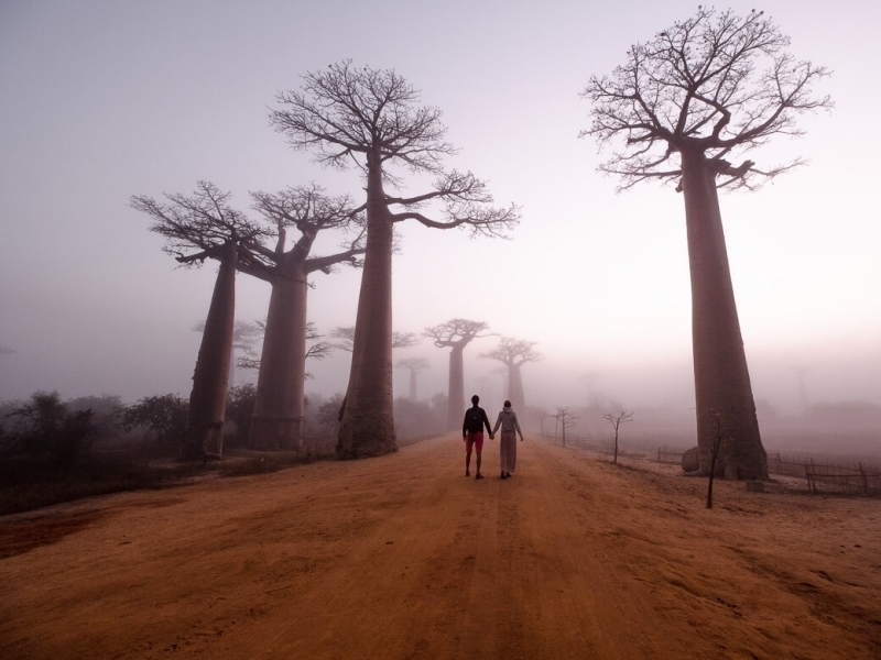 Avenue of the Baobabs