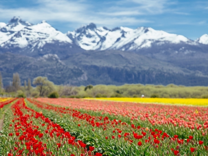 The incredible tulip field in Trevelin blossomed