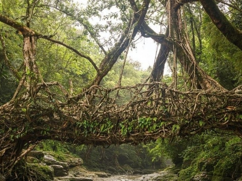 Secrets of nature: curious trees and enchanted forests