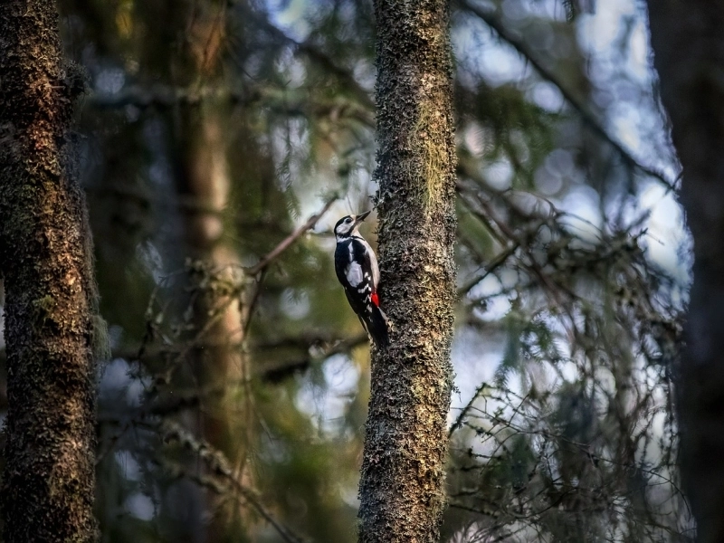 A paradise in Tucumán's Yungas Forest