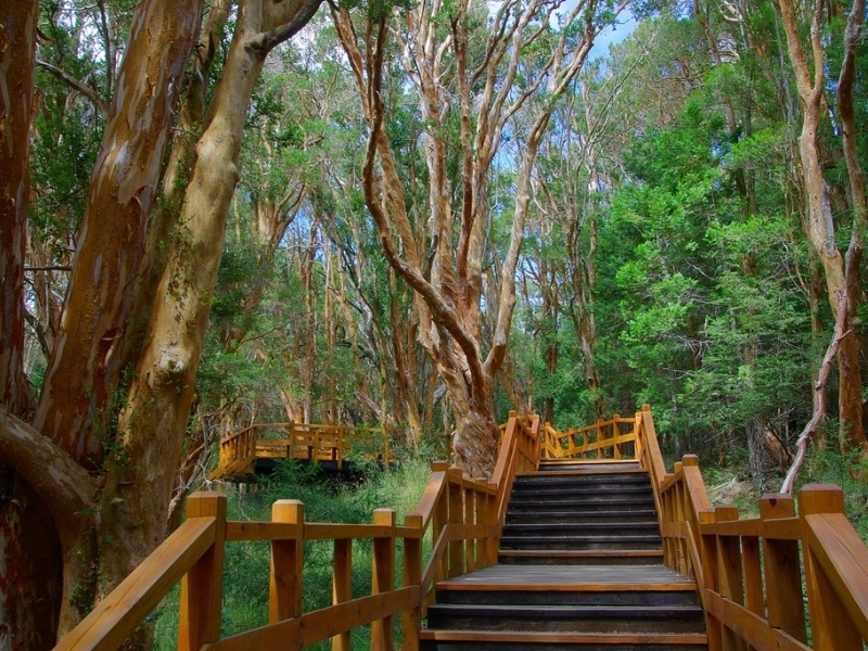 Arrayanes Forest: A sanctuary of beauty and biodiversity